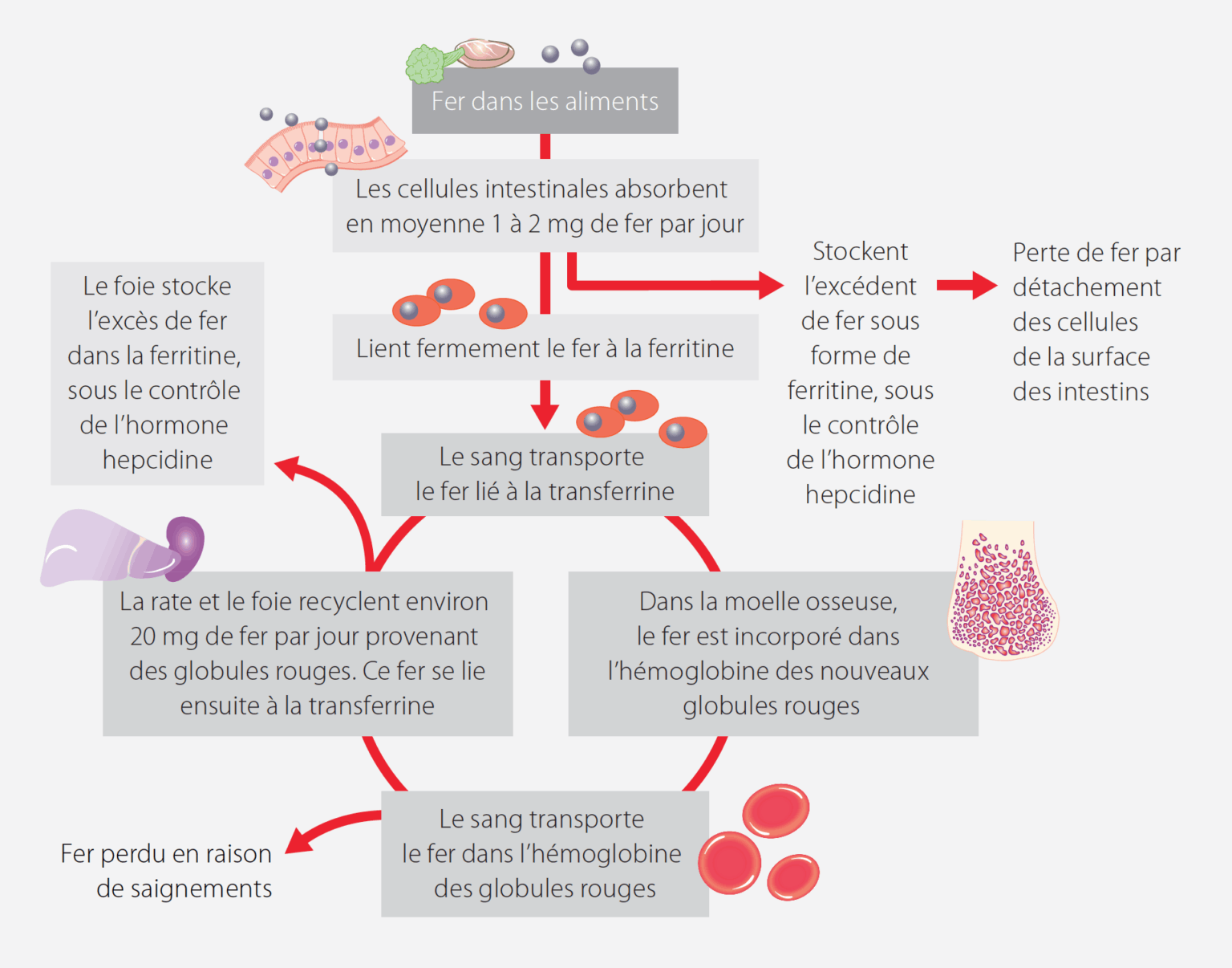 Carence en Fer & Anémie Risques, Symptômes, Diagnostic et Causes de cette carence Coaching